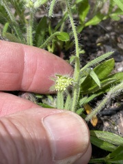 Xanthosia huegelii
