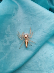 Telamonia