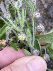 Xanthosia huegelii