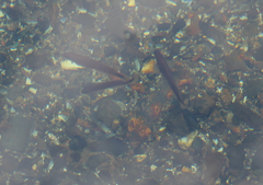 Trachinops caudimaculatus