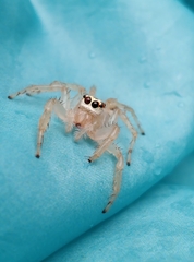 Telamonia