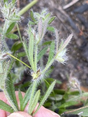 Xanthosia huegelii