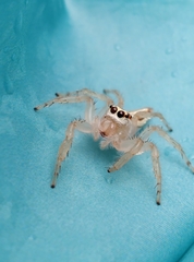 Telamonia