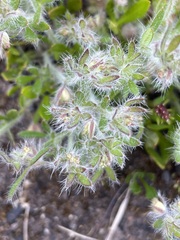 Xanthosia huegelii
