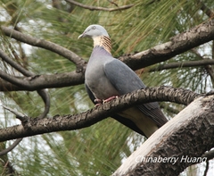 Columba pulchricollis