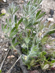 Xanthosia huegelii