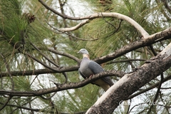 Columba pulchricollis