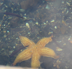 Trachinops caudimaculatus