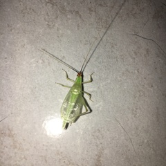 Oecanthus varicornis