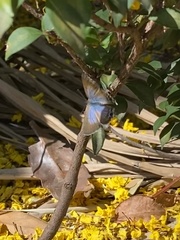 Theclinesthes onycha