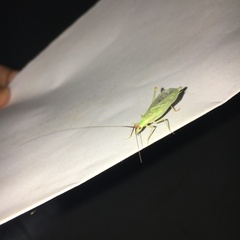 Oecanthus varicornis