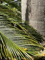 Theclinesthes onycha