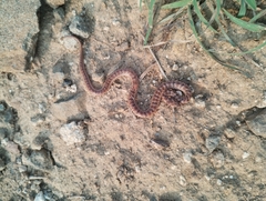 Oligodon taeniolatus