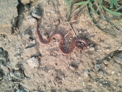 Oligodon taeniolatus