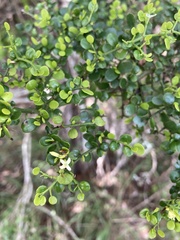Everistia vacciniifolia