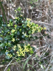 Everistia vacciniifolia