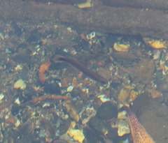 Trachinops caudimaculatus