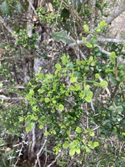 Everistia vacciniifolia