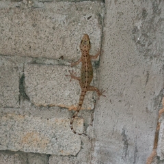 Gekko monarchus