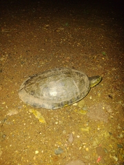 Trachemys venusta