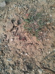 Oligodon taeniolatus