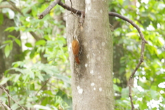 Lepidocolaptes angustirostris