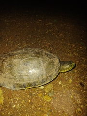 Trachemys venusta