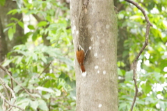 Lepidocolaptes angustirostris