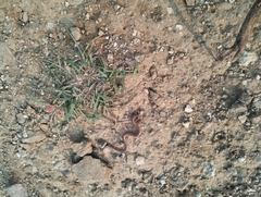 Oligodon taeniolatus