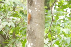 Lepidocolaptes angustirostris