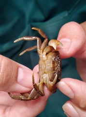 Geothelphusa ferruginea