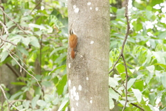 Lepidocolaptes angustirostris