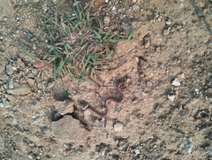 Oligodon taeniolatus