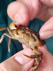 Geothelphusa ferruginea