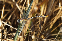 Erpetogomphus compositus
