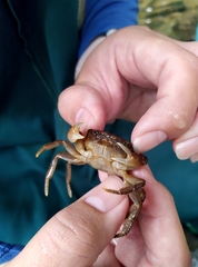 Geothelphusa ferruginea