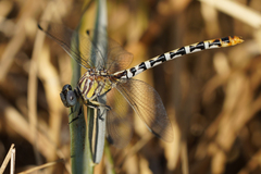Erpetogomphus compositus
