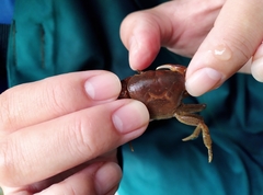 Geothelphusa ferruginea