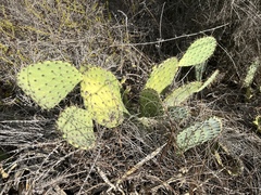 Opuntia oricola