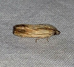 Eucosma radiatana