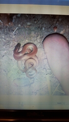 Contia tenuis