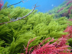 Caulerpa flexilis