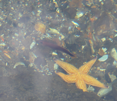 Trachinops caudimaculatus