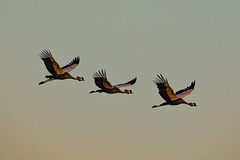 Balearica regulorum regulorum