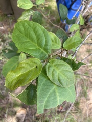 Mallotus claoxyloides