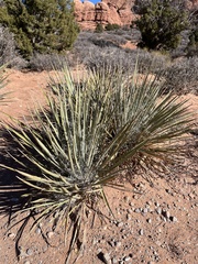 Yucca angustissima
