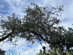 Quercus dumosa