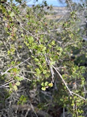Quercus dumosa