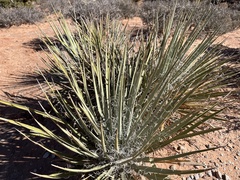 Yucca angustissima
