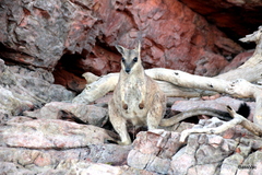 Petrogale brachyotis